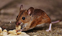 24 Hour & Emergency Exterminators in Magazine, AR